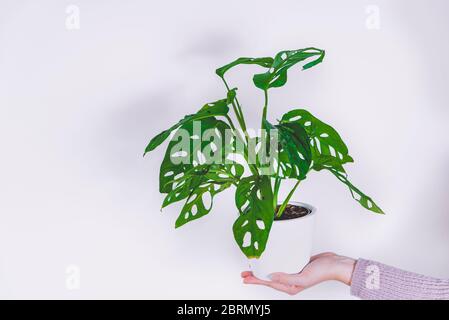 Hand halten Monstera Affen Maske Pflanze (Monstera Obliqua oder Monstera adansonii) in Blumentopf auf weißem Hintergrund. Konzept der wachsenden Pflanzen zu Hause Stockfoto
