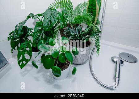 Grne Zimmerpflanzen (pilea, monstera) in Tpfen in der Dusche im Badezimmer.  Konzept des stdtischen Dschungel, Heimgarten. Pflege von Zimmerpflanzen  und Anbau Stockfotografie - Alamy