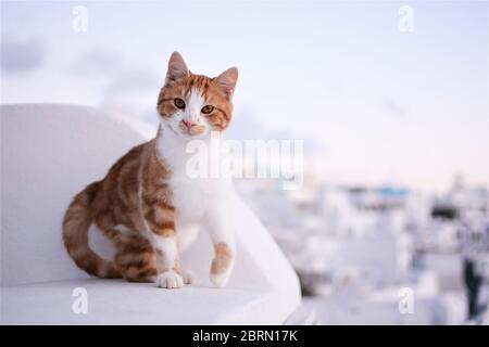 Süße kleine Katze posiert vor der Kamera, auf dem Dach des traditionellen weißen Hauses auf Santorini Insel, Griechenland. Blick auf das griechische Dorf im Hintergrund Stockfoto