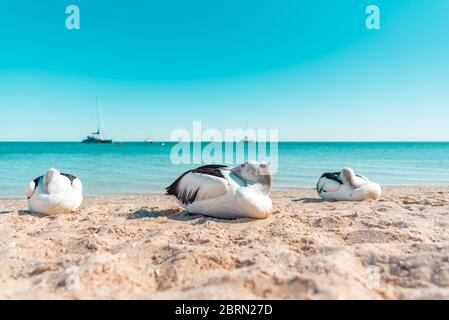 Wilde australische Pelikane, die sich am Ufer eines Sandstrands mit türkisfarbenem Wasser des Indischen Ozeans im Hintergrund ausruhen. Moneky Mia Stockfoto