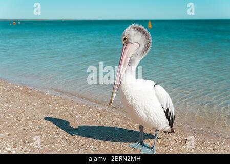 Wilder australischer Pelikan, der am Ufer eines Sandstrands mit türkisfarbenem Wasser des Indischen Ozeans steht. Monkey Mia, WA Stockfoto