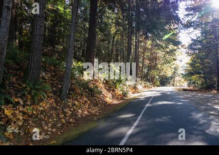 Hohe Bäume im späten Herbst rund um eine schwarze Asphaltstraße Stockfoto