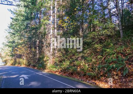 Hohe Bäume im späten Herbst rund um eine schwarze Asphaltstraße Stockfoto