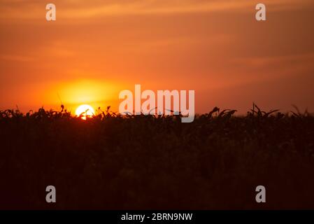 Sonnenaufgang über einem Maisfeld. Junge Mais im Juni. Die ersten Strahlen der Sonne. Stockfoto