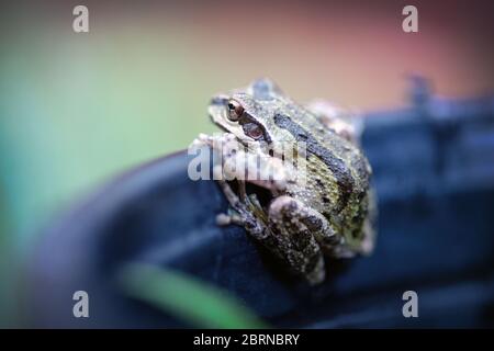 Der Pazifische Baumfrosch (Pseudacris regilla), auch bekannt als der Pazifische Chorfrosch, in San Jose, Kalifornien Stockfoto