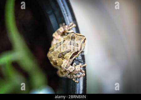 Der Pazifische Baumfrosch (Pseudacris regilla), auch bekannt als der Pazifische Chorfrosch, in San Jose, Kalifornien Stockfoto