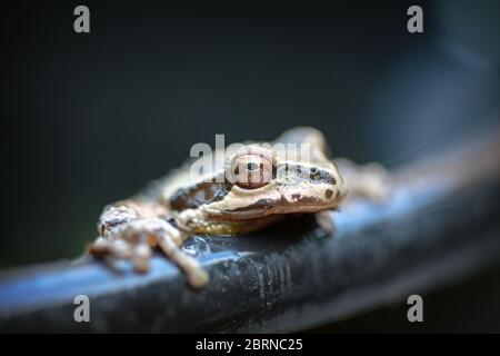 Der Pazifische Baumfrosch (Pseudacris regilla), auch bekannt als der Pazifische Chorfrosch, in San Jose, Kalifornien Stockfoto