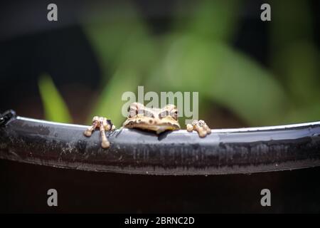 Der Pazifische Baumfrosch (Pseudacris regilla), auch bekannt als der Pazifische Chorfrosch, in San Jose, Kalifornien Stockfoto