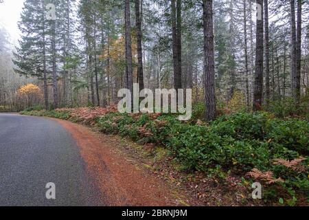 Herbstwald im Nebel mit goldenen Herbstfarnen entlang der Fahrbahn Stockfoto
