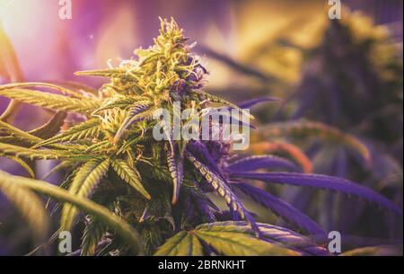 Nahaufnahme der medizinischen Marihuana-Blütenknospe, die drinnen unter künstlichem Licht angebaut wird Stockfoto