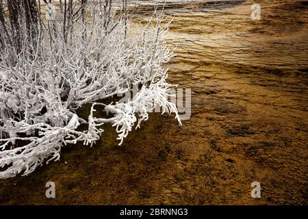 WY04582-00...WYOMING - Muster und Textur eines mattierten Busches im warmen, heißen Quellwasser während des Winters in Mammoth Hot Springs im Yellowstone NP Stockfoto