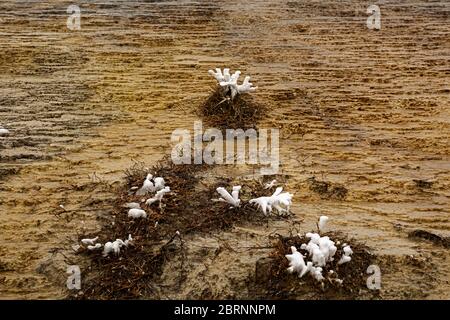 WY04583-00...WYOMING - Wassertupfen aus Vegetation, die durch den Dampf in der kalten Luft in Mammoth Hot Springs im Yellowstone National Park erstarrte. Stockfoto