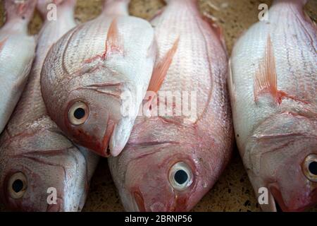 Bunte Papageienfische auf dem Fischmarkt in Mombasa Stockfoto