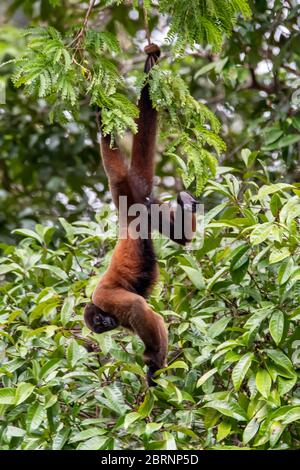 Brauner Wollaffen (Lagothrix lagotricha) im Baldachin des Amazonas-Regenwaldes in Peru Stockfoto