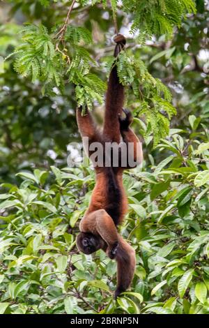 Brauner Wollaffen (Lagothrix lagotricha) im Baldachin des Amazonas-Regenwaldes in Peru Stockfoto