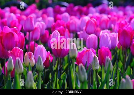 Tulpenbett 22 (Pink Emperor Kultivar) auf der COVID-19 abgesagt