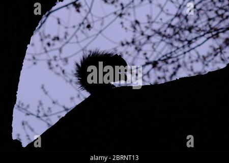 Silhouette eines östlichen grauen Eichhörnchens (Sciurus carolinensis), das auf einem Ast sitzt und eine Nuss isst. Ottawa, Ontario, Kanada. Stockfoto