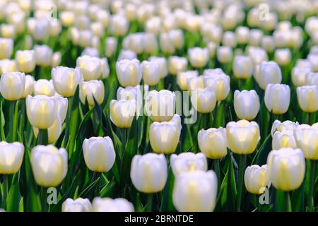 Tulip Bett 16 (Engel wünschen Kultivar) auf der COVID-19 abgesagt Canadian Tulip Festival 2020, Ottawa, Ontario, Kanada. Stockfoto