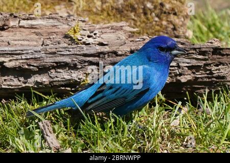 Indigo Bunting im Hinterhof fliegen und Barschen Stockfoto