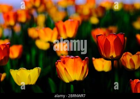 Leuchtend orange Tulpen vor Dows Lake Pavilion, offiziell nicht Teil des Canadian Tulip Festival im Commissioners Park. Ottawa, Ontario. Stockfoto