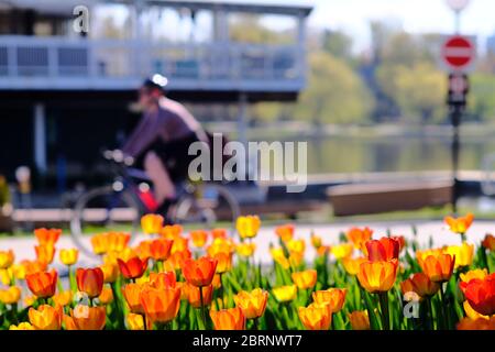 Ein Bett aus orangefarbenen Tulpen vor dem Lake Pavilion von Dow, offiziell nicht Teil des Canadian Tulip Festival im Commissioners Park. Ottawa, Ontario. Stockfoto