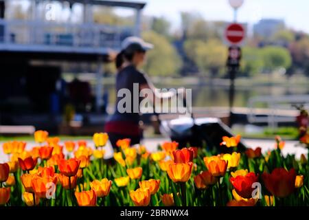 Ein Bett aus orangefarbenen Tulpen vor dem Lake Pavilion von Dow, offiziell nicht Teil des Canadian Tulip Festival im Commissioners Park. Ottawa, Ontario. Stockfoto