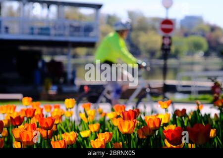 Ein Bett aus orangefarbenen Tulpen vor dem Lake Pavilion von Dow, offiziell nicht Teil des Canadian Tulip Festival im Commissioners Park. Ottawa, Ontario. Stockfoto