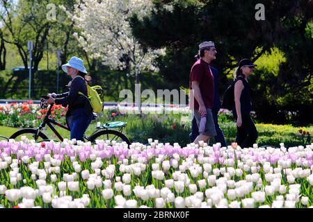 Tulpenbett 2 (Elfenbein Floradale & Pink Impression Sorten) auf dem COVID-19 abgesagt Canadian Tulip Festival 2020, Ottawa, Ontario, Kanada. Stockfoto