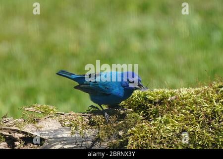 Indigo Bunting im Hinterhof fliegen und Barschen Stockfoto