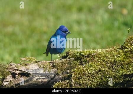 Indigo Bunting im Hinterhof fliegen und Barschen Stockfoto