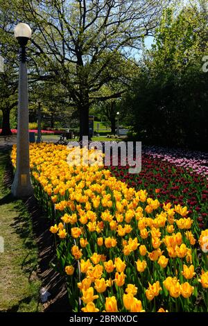 Tulpenbett 3 (Helmar & Jan Reus Sorten) auf der COVID-19 abgesagt (nur online) Canadian Tulip Festival 2020, Ottawa, Ontario, Kanada. Stockfoto