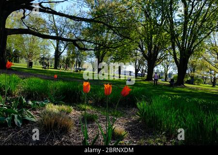 Drei einfarbige Tulpen im Commissioners Park mit Menschen sozialen Distanz und genießen den Frühlingssonne. Ottawa, Onatrio, Kanada. Stockfoto