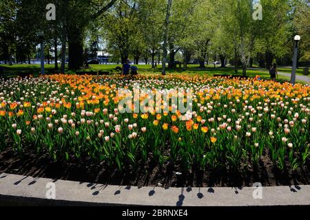 Tulpenbett 8 (Kanada 150 & Suncatcher Sorten) auf der COVID-19 abgesagt (nur online) Canadian Tulip Festival 2020, Ottawa, Ontario, Kanada. Stockfoto