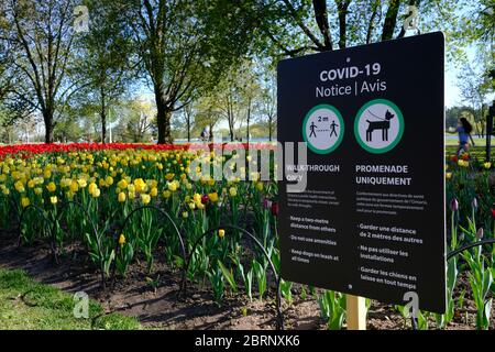 COVID Hinweis vor Tulip Bett 10 (World Friendship Kultivar) auf der nur online Canadian Tulip Festival 2020, Ottawa, Ontario, Kanada. Stockfoto