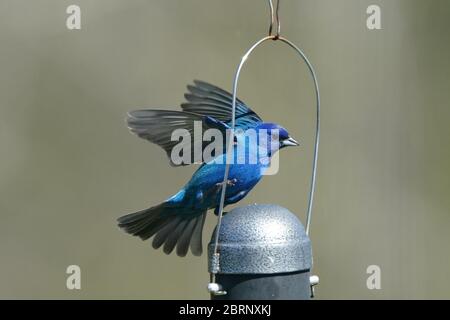 Indigo Bunting im Hinterhof fliegen und Barschen Stockfoto