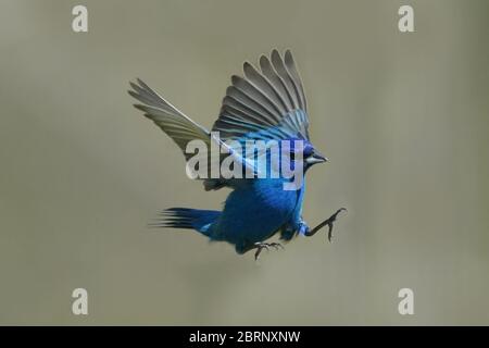 Indigo Bunting im Hinterhof fliegen und Barschen Stockfoto