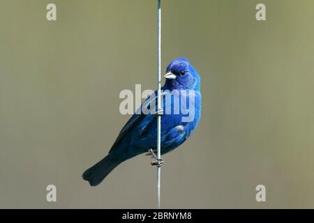 Indigo Bunting im Hinterhof fliegen und Barschen Stockfoto