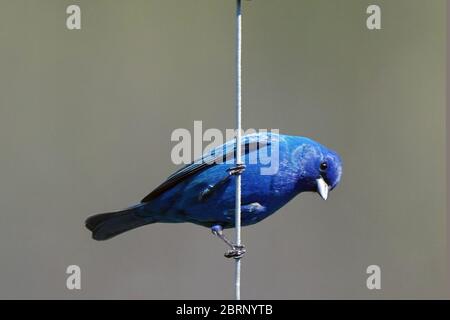 Indigo Bunting im Hinterhof fliegen und Barschen Stockfoto