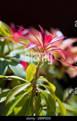 Nahaufnahme eines Pieris japonica Pflanze, England, Großbritannien Stockfoto