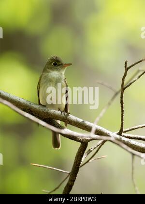 Acadian Flycatcher, Empidonax virescens, ein neotropischer Fliegenfänger, der in den Laubwäldern Nordamerikas brütet Stockfoto