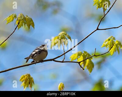 Der Ceruläische Waldsänger Setophaga cerulea, ein fast bedrohter neotropischer Migrant in Ohio, USA Stockfoto