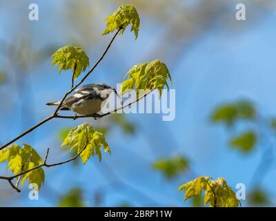 Der Ceruläische Waldsänger Setophaga cerulea, ein fast bedrohter neotropischer Migrant in Ohio, USA Stockfoto