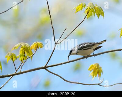 Der Ceruläische Waldsänger Setophaga cerulea, ein fast bedrohter neotropischer Migrant in Ohio, USA Stockfoto