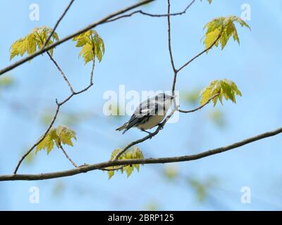 Der Ceruläische Waldsänger Setophaga cerulea, ein fast bedrohter neotropischer Migrant in Ohio, USA Stockfoto