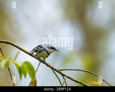 Der Ceruläische Waldsänger Setophaga cerulea, ein fast bedrohter neotropischer Migrant in Ohio, USA Stockfoto