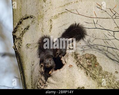 Das östliche Grauhörnchen, Sciurus carolinensis, hat eine ganz schwarze Phase und ist in den Wäldern von Ohio, USA verbreitet Stockfoto