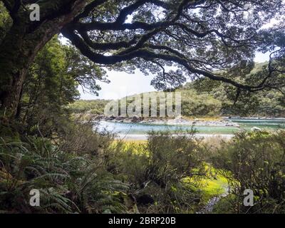 Lake Mackenzie eingerahmt von Buche, Routeburn Track, Fiordland National Park, Neuseeland Stockfoto