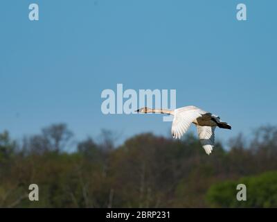 Trompeter-Schwan, Cygnus buccinator, ein schöner großer weißer Schwan, der bei Killbuck-Sumpf, Ohio, gefunden wurde Stockfoto