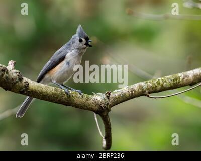 Tuftmaus, Baeolophus bicolor, ein häufiger Vogel im östlichen Teil Nordamerikas Stockfoto