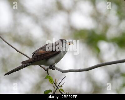 Gelbschnabelkuckuck, Coccyzus americanus, ein neotropischer Migrant, der im Wald Nordamerikas nistet Stockfoto